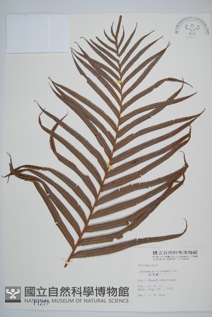 烏毛蕨藏品圖，第1張
