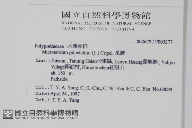 星蕨藏品圖，第2張