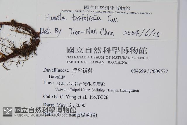 鱗葉陰石蕨藏品圖，第2張