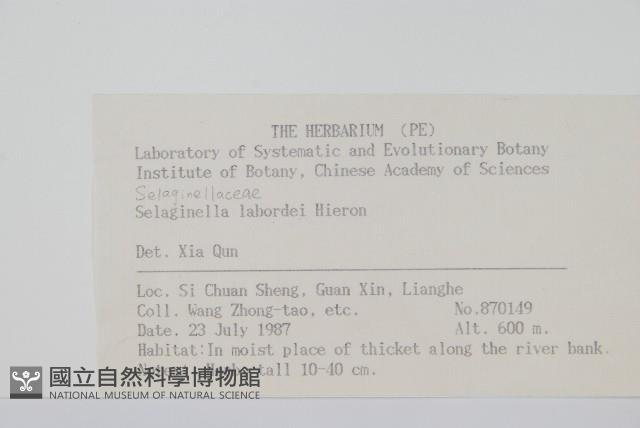 玉山卷柏藏品圖，第2張