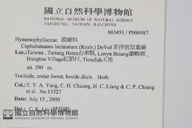 菲律賓厚葉蕨藏品圖，第2張