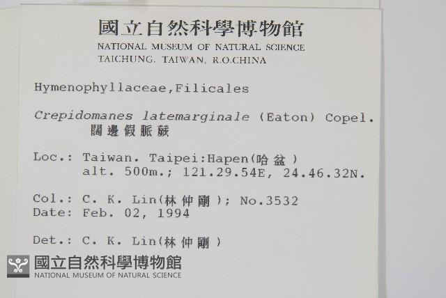 闊邊假脈蕨、變葉假脈蕨藏品圖，第2張