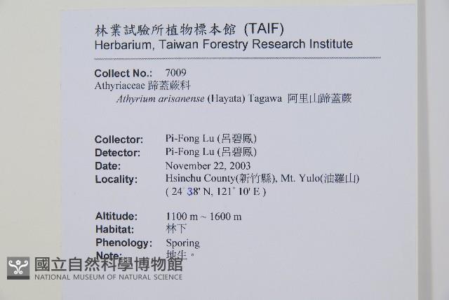 阿里山蹄蓋蕨藏品圖，第2張