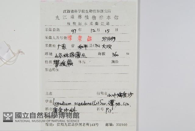 小葉海金沙藏品圖，第2張