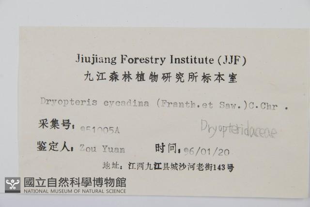 桫欏鱗毛蕨藏品圖，第2張