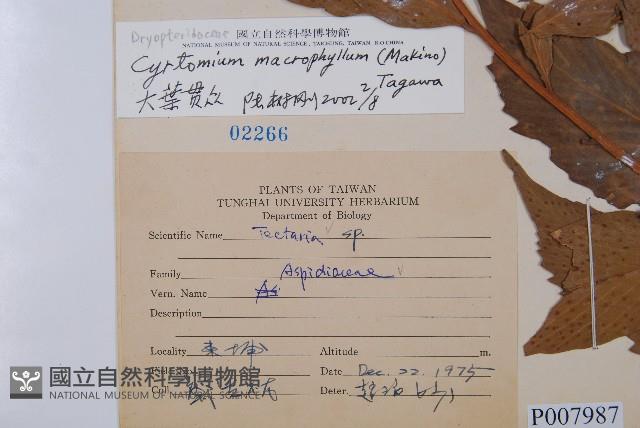 披針貫眾蕨藏品圖，第2張