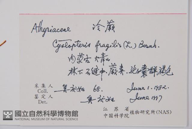 冷蕨藏品圖，第1張