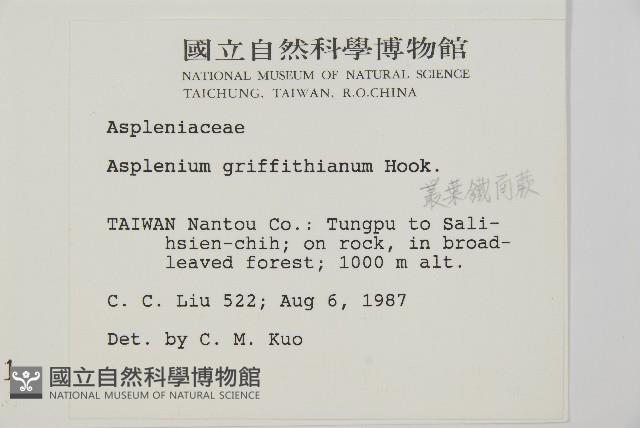 叢葉鐵角蕨藏品圖，第5張