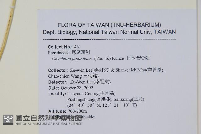 日本金粉蕨藏品圖，第2張