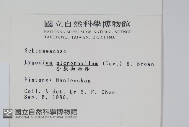 小葉海金沙藏品圖，第2張