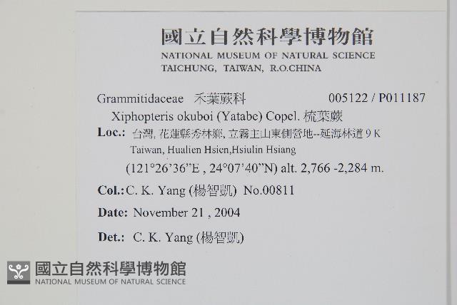 梳葉蕨藏品圖，第2張