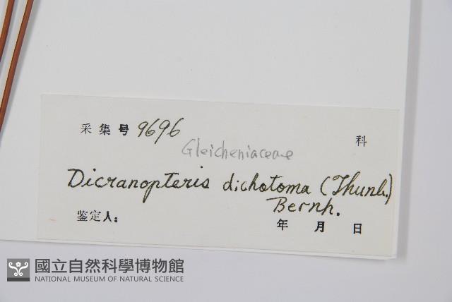 芒萁藏品圖，第2張