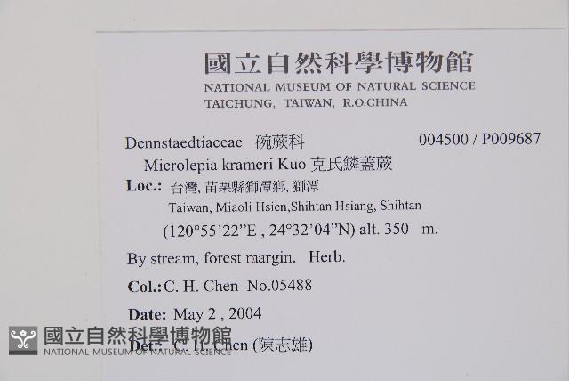 克氏鱗蓋蕨藏品圖，第2張