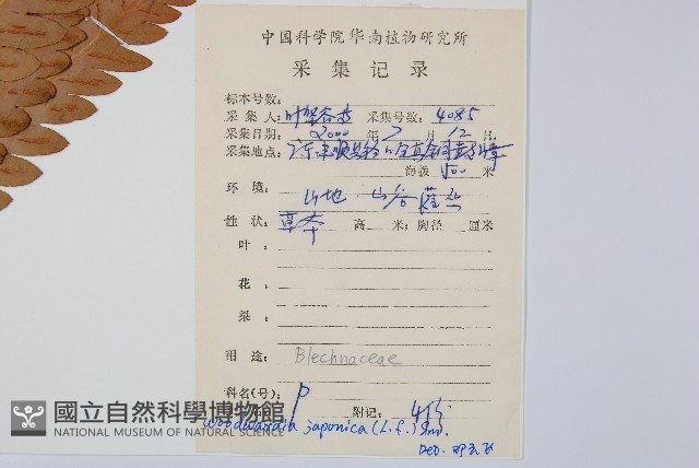 日本狗脊蕨藏品圖，第2張