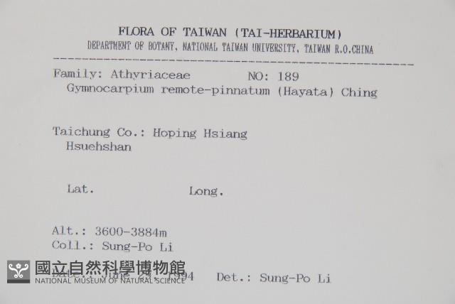 細裂羽節蕨藏品圖，第2張