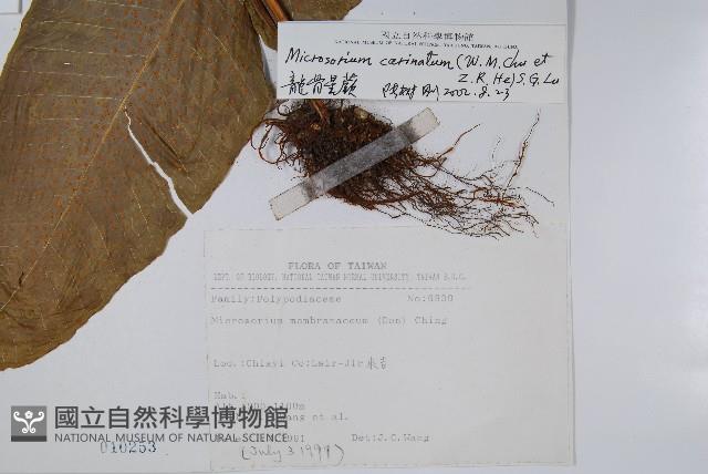 龍骨星蕨藏品圖，第2張