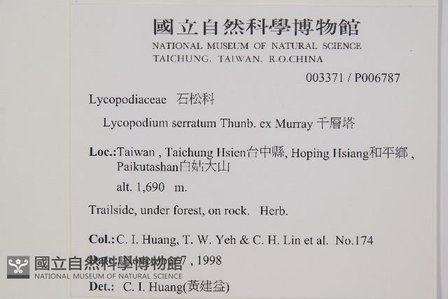 千層塔藏品圖，第2張