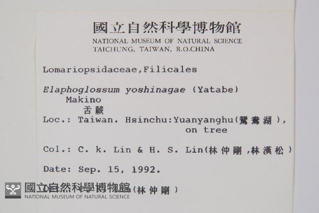 垂葉舌蕨藏品圖，第2張