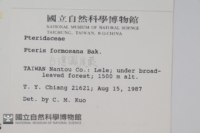 臺灣鳳尾蕨藏品圖，第2張