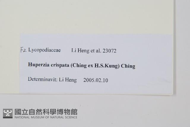 皺邊石松藏品圖，第2張