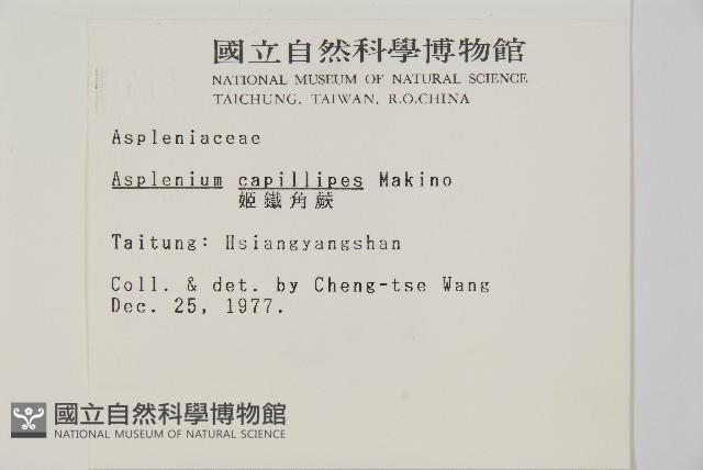 姬鐵角蕨藏品圖，第2張