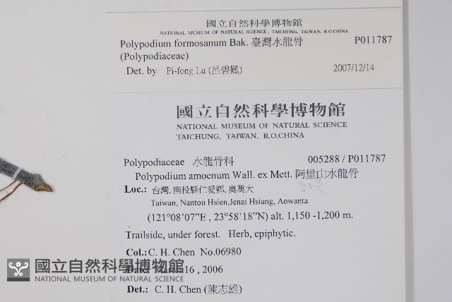 臺灣水龍骨藏品圖，第2張