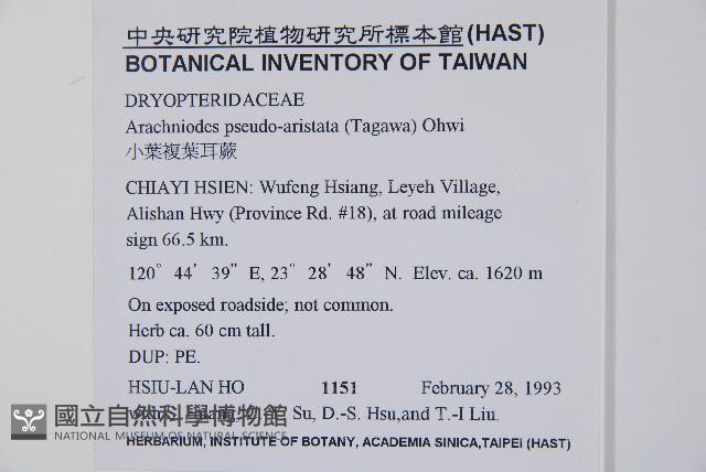 小葉複葉耳蕨藏品圖，第2張