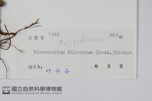 箭葉星蕨藏品圖，第2張