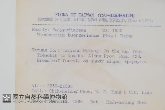 波氏星蕨藏品圖，第2張