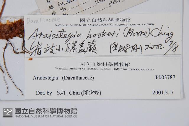 宿枝小膜蓋蕨藏品圖，第2張