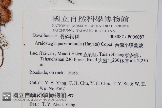 台灣小膜蓋蕨藏品圖，第2張