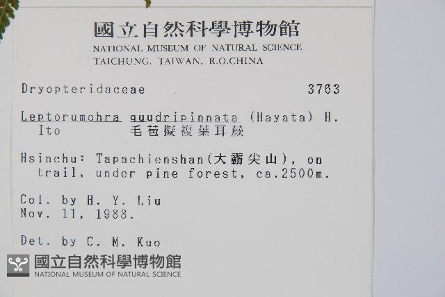 毛苞擬複葉耳蕨藏品圖，第2張