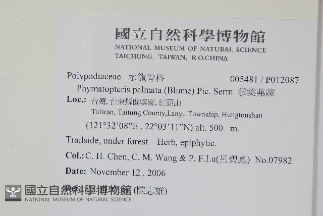 掌葉茀蕨藏品圖，第2張