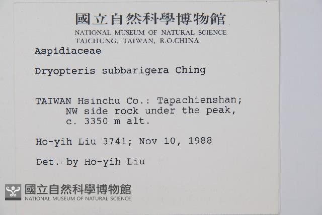 近多鱗毛蕨藏品圖，第2張