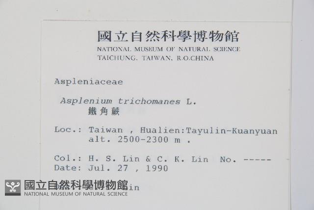 鐵角蕨藏品圖，第2張