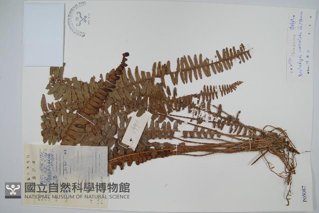 腎蕨藏品圖，第1張