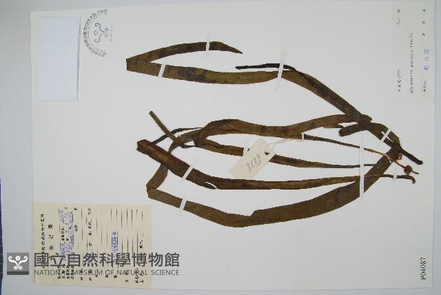 帶狀瓶爾小草藏品圖，第1張