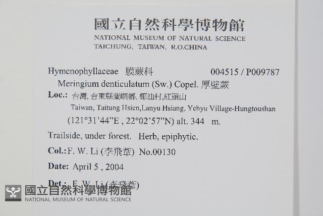 厚壁蕨藏品圖，第2張