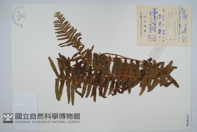 腎蕨藏品圖，第1張