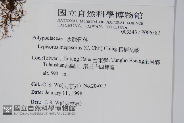 鱗瓦葦、長柄瓦葦藏品圖，第2張