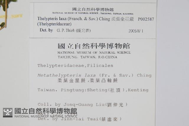 柔葉金星蕨藏品圖，第2張