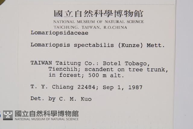 羅蔓藤蕨藏品圖，第2張