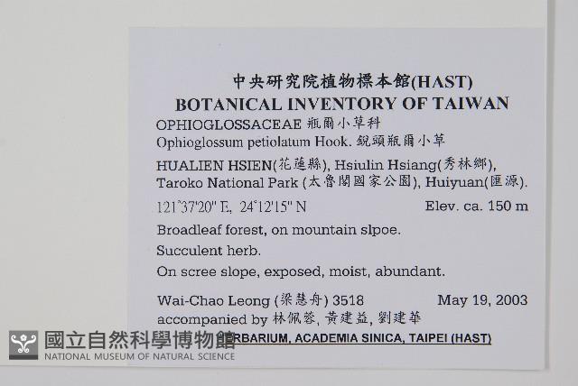 狹葉瓶爾小草藏品圖，第2張