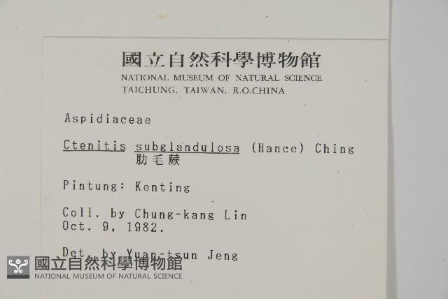 肋毛蕨藏品圖，第2張