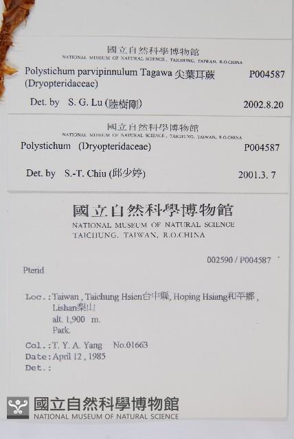 尖葉耳蕨藏品圖，第2張