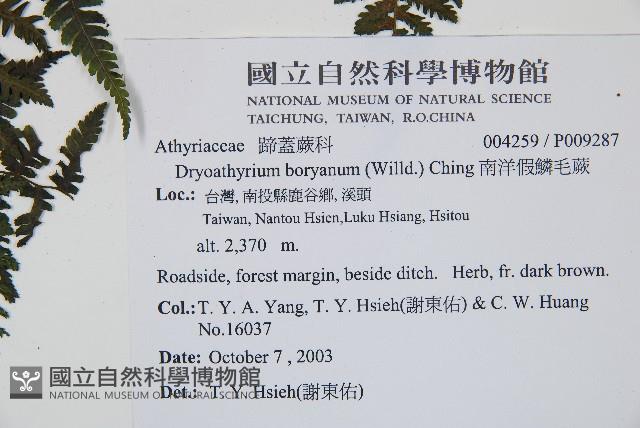 大葉貞蕨藏品圖，第2張