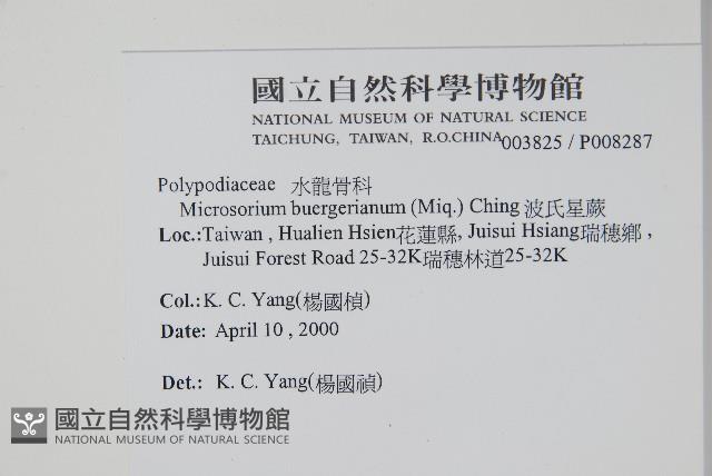 波氏星蕨藏品圖，第2張
