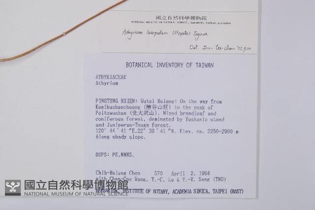 小葉蹄蓋蕨藏品圖，第2張