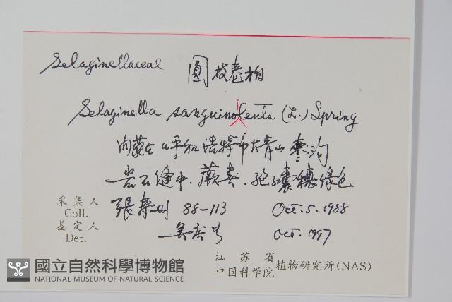 圓枝卷柏藏品圖，第2張