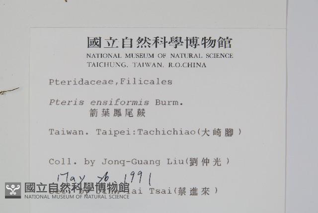 箭葉鳳尾蕨藏品圖，第2張